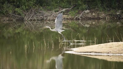 A heron forages in the nature reserve on September 10, 2018. Getty Images