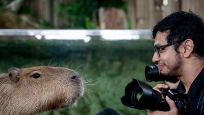 A capybara interacts with a photographer at the Singapore Zoo in Singapore. EPA