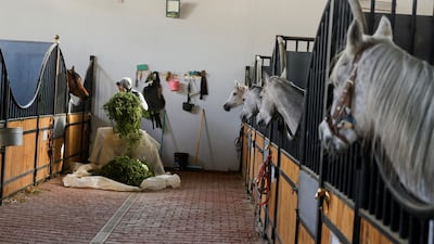 Al Wakeel Stud opened in 2016.