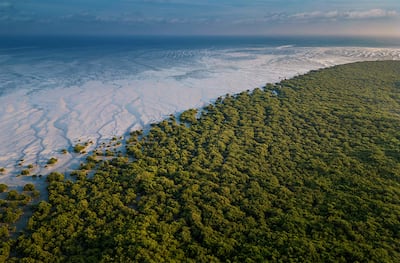 Winner of Arabian Gulf Award: Where the Mangroves Breathe, by Abdullah Alsheikh