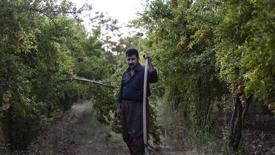 Halabja alone is producing 25,000 tonnes of pomegranates, according to the head of the agricultural section at the local offices of Kurdistan Regional Government’s interior ministry.