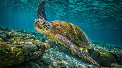 Great Barrier Reef in Queensland, Australia