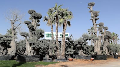 Varieties of palm and other outdoor trees, imported from European and Asian countries, including Italy, Spain and Thailand, are on sale at the souq.