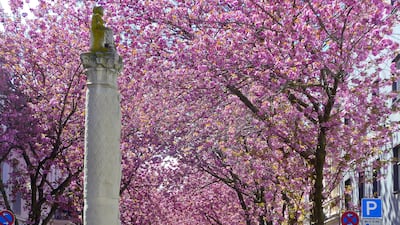 In the spring months, the western city is famous for its cherry blossom. Michael Sondermann/Bundesstadt Bonn