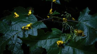 'Frolicking Frogs', taken in Kaw Mountain, French Guiana, by Quentin Martinez of France