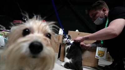 In Nadarzyn, Poland, a vet examines the cat of a Ukrainian refugee. Vets working for a centre that receives refugees examine, vaccinate and issue health certificates for pets that the people fleeing Ukraine bring with them. AP