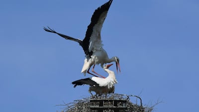 Two storks are seen in their nest at an old pylon in the small village of Radensdorf near Luebben, Germany, during warm spring weather. AFP