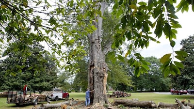 A hole can be seen through the oak tree that is known as Helen’s favorite tree at Ivy Green as workers cut the tree down. Matt McKean / Times Daily via AP