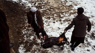 The referee and a rider carry the calf carcass on to the pitch before the start of the match.