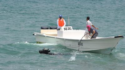 Fujairah is renowned for its bull-butting fights. It is not known how the bull went on the loose.