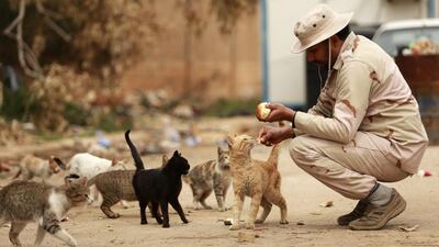 A member of the Libyan pro-government forces feeds cats, in Benghazi, Libya. Esam Omran Al-Fetori / Reuters