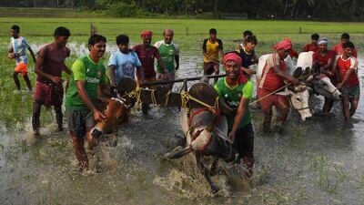 Indian farmers prepare the bulls. Dibyangshu Sarkar / AFP