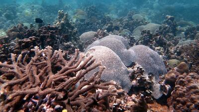 Dr Haifa Ben Romdhane has found a large coral reef, such as this one off Saadiyat Island, in pristine condition off Dalma Island. Courtesy Dr Emily Howells