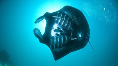 A manta ray swims in the waters of Raja Ampat in eastern Indonesia's remote Papua province. AFP / Conservation International