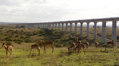 A group of impala graze near the elevated railway line inside the Nairobi national park in Nairobi, Kenya. Reuters