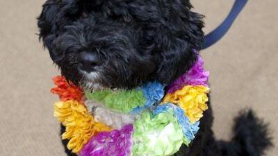 The Obama family's new dog, Bo, is a six-month-old Portuguese water dog.