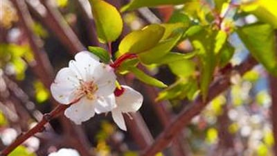 The village of Kan in the Wilayat of Nakhl in the Governorate of South Al-Batinah. Oman News Agency