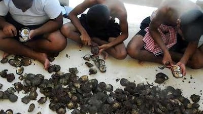 Young men hunt for pearls in the oysters they harvested while participating in the Kuwait Sea Sports Club's Pearl Diving Heritage Revival Festival.