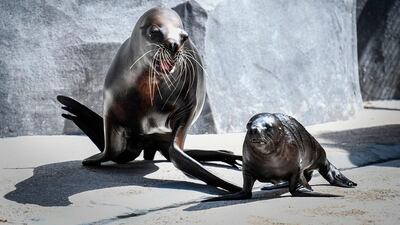 One month-old baby sea lion Naya is seen with its mother Nora at Paris' zoological gardens also known as the "Zoo de Vincennes". AFP