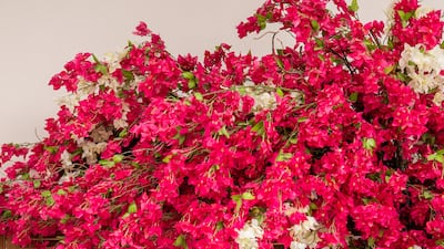 Bougainvilleas brighten up the space