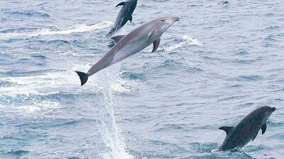 Authorities in New Zealand have banned tourists from swimming with bottlenose dolphins.