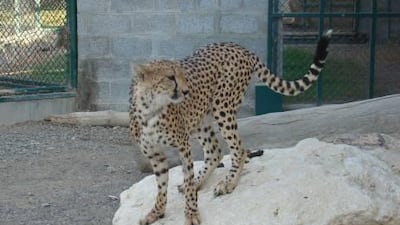The cheetah that was captured from the mosque in Sharjah yesterday. It is now at the Breeding Centre for Endangered Arabian Wildlife in Sharjah.