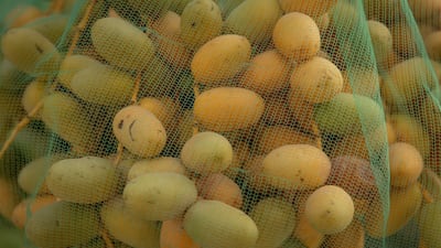 Dates hang within a protective net that keeps birds and insects at bay, as well as stops the fruit from falling to the ground