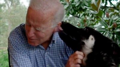 Major, the pet of President-elect Joe Biden, is believed to be the first rescue dog in the White House. Courtesy Joe Biden