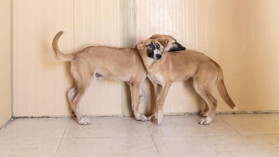 Industry professionals have described the mandatory registration of pets on Tamm as a 'unifying' moment for pet owners, pet shops and vet practices across Abu Dhabi. Antonie Robertson / The National