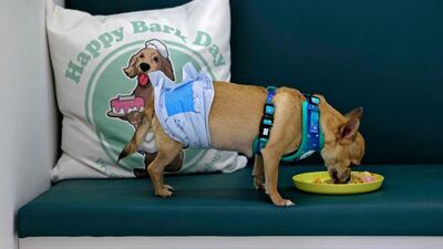 Hyunsuk Ku said: ‘In Korea, we have many of these kinds of healthy dessert shop there. So I got the idea from there, but I study the nutrition and get a certification in nutrition. This is my effort to make my dog healthy.’ AFP