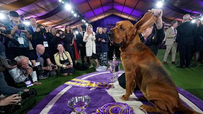 The judges love his floppy ears and facial folds. Reuters