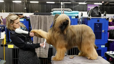 Jambo, a Briard, holds its paw out for grooming. Shannon Stapleton / Reuters