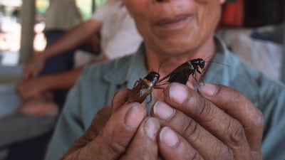Crickets are farmed and eaten in Thailand. Getty Images
