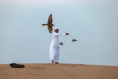 The falconer whips the lure away just before the bird can reach it. Victor Besa / The National