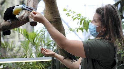 An channel-billed toucan takes a titbit from biologist Elizabeth Hill. Chris Whiteoak / The National
