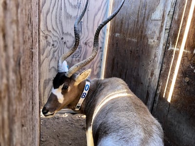 In 2016, there were only three Addax lft in the world. Courtesy Environment Agency Abu Dhabi