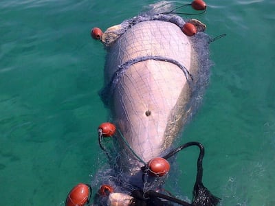 The Environment Agency has vowed to continue its crackdown on illegal fishing practices that are putting the protected dugong species at risk. Courtesy EAD