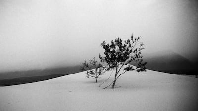Siberian Tree. Courtesy John R Pepper