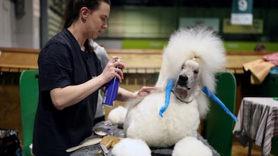 A woman grooms a poodle on day three of the Crufts dog show in Birmingham, England. Reuters
