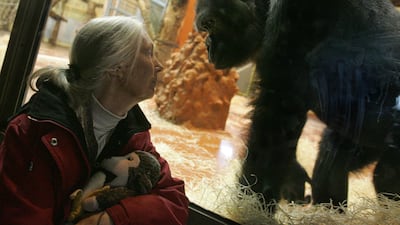 UN peace messenger Goodall waits for a meeting with a gorilla family at the Zoo Park and Botanic Garden in Budapest, Hungary, in 2008. AFP