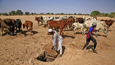 Villagers tend to their livestock in Hamada, in Sudan's South Darfur region north. AFP