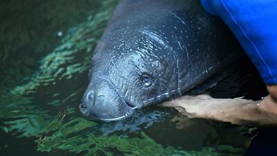 Caregiver Dominik Szoka while feeding an almost two-week-old female manatee at the Wroclaw Zoo, in Poland. EPA