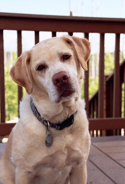 "Many pets are nervous, anxious or just unsure when they come to us," says Dr Katrin Jahn.