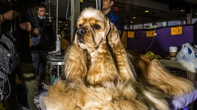 An American Cocker Spaniel named George. Photo: Bloomberg