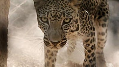 Will, an Arabian leopard rescued from an illegal zoo in Yemen, now lives at the Breeding Centre for Endangered Arabian Wildlife.
