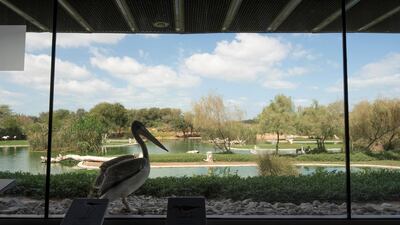 Birds tend to come near the galleries’ glass walls, allowing visitors to get a closer look at them. © Aga Khan Trust for Culture / Cemal Emden (photographer)