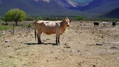 A cow stands on a dry patch of grass on one of the tracts of land Janie VanWinkle and her family use to graze them on.