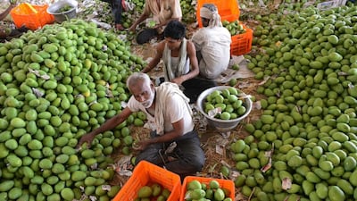 Indian labourers sort mangoes at the Gaddiannaram Fruit Market on the outskirts of Hyderabad. Noah Seelam / AFP