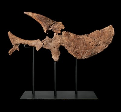 A 66-million-year-old half triceratops skull is part of the Wynn Al Marjan Island Art Collection. Photo: Wynn Resorts
