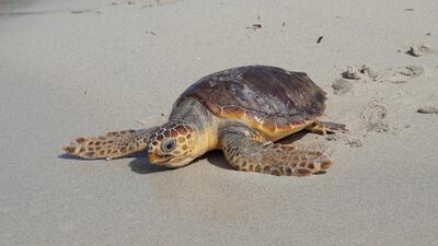 One of three rescued loggerhead sea turtles (Caretta caretta) heads back into the water at the Es Trenc-Salobrar de Campos Natural Park in the south of the island of Mallorca, Spain. EPA